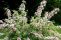 deutzia-hybrida-mont-rose-1.jpg