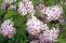 deutzia-hybrida-mont-rose-2.jpg