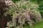 deutzia-hybrida-mont-rose-3.jpg