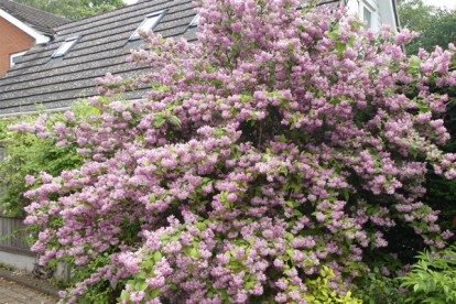 deutzia-hybrida-pink-pom-pom-1.jpg