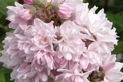 deutzia-hybrida-pink-pom-pom-2.jpg