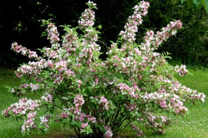 deutzia-hybrida-pink-pom-pom-3.jpg