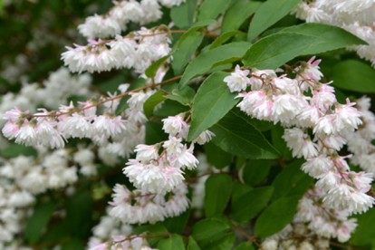 deutzia-hybrida-pink-pom-pom-4.jpg