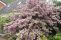 deutzia-hybrida-pink-pom-pom-1.jpg