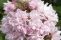 deutzia-hybrida-pink-pom-pom-2.jpg