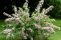 deutzia-hybrida-pink-pom-pom-3.jpg