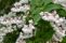 deutzia-hybrida-pink-pom-pom-4.jpg
