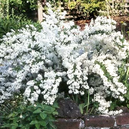 deutzia_scabra_pride_of_rochester_1.png