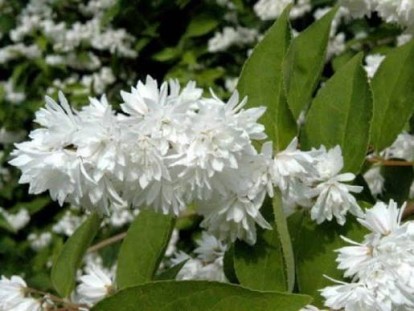 deutzia_scabra_pride_of_rochester_2.jpg
