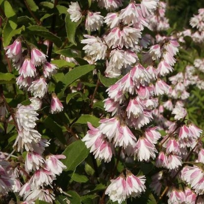 deutzia_scabra_pride_of_rochester_3.jpg