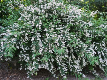 deutzia_scabra_pride_of_rochester_4.jpg