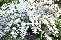 deutzia_scabra_pride_of_rochester_1.png