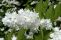 deutzia_scabra_pride_of_rochester_2.jpg