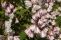 deutzia_scabra_pride_of_rochester_3.jpg