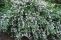 deutzia_scabra_pride_of_rochester_4.jpg