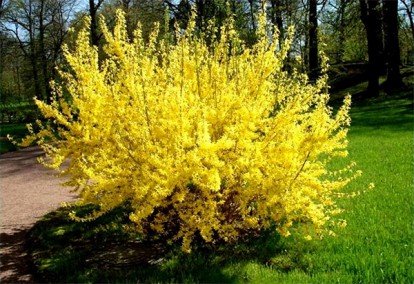 forsythia_intermedia_lynwood_1.jpg