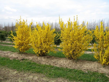 forsythia_intermedia_lynwood_2.jpg