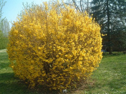 forsythia_intermedia_lynwood_3.jpg