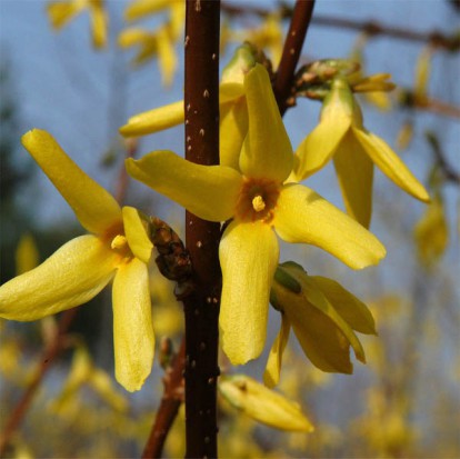 forsythia_intermedia_lynwood_5.jpg