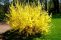 forsythia_intermedia_lynwood_1.jpg