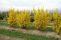 forsythia_intermedia_lynwood_2.jpg