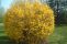 forsythia_intermedia_lynwood_3.jpg