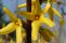 forsythia_intermedia_lynwood_5.jpg