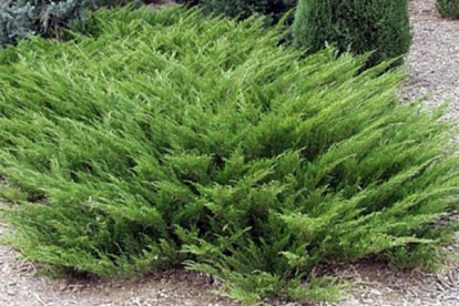 juniper_acc_1.jpg