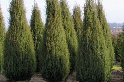 juniper_acc_3.jpg