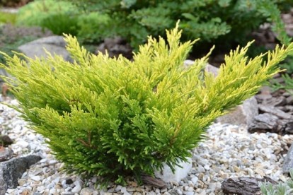 juniper_acc_4.jpg