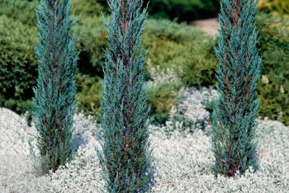 juniper_acc_5.jpg