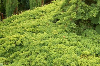 juniper_acc_7.jpg
