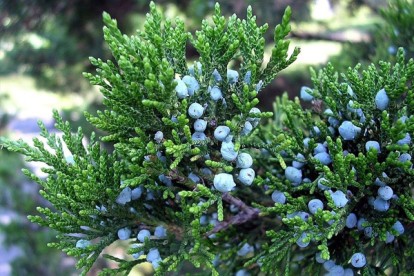 juniper_acc_8.jpg