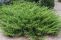 juniper_acc_1.jpg