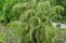 juniper_acc_6.jpg