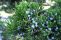 juniper_acc_8.jpg