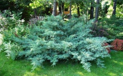 juniperus-hetz_2.jpg