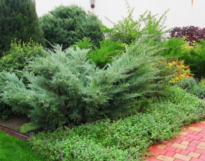 juniperus-hetz_3.jpg