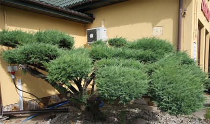 juniperus-hetz_4.jpg
