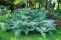 juniperus-hetz_2.jpg