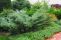 juniperus-hetz_3.jpg