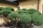juniperus-hetz_4.jpg
