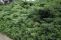 juniperus-hetz_5.jpg