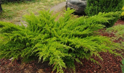 juniperus-mint_julep_2.jpg