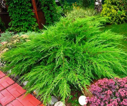 juniperus-mint_julep_4.jpg