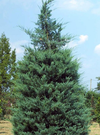 juniperus_virginiana_4.jpg