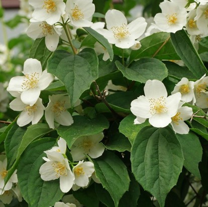 philadelphus_coronarius_1.jpg