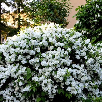 philadelphus_coronarius_2.jpg