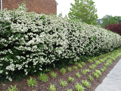 philadelphus_coronarius_3.jpg