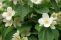 philadelphus_coronarius_1.jpg